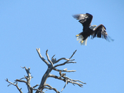 Voyageurs National Park
