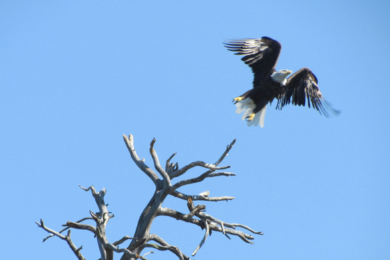 Voyageurs National Park