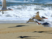 Cape Hatteras National Seashore