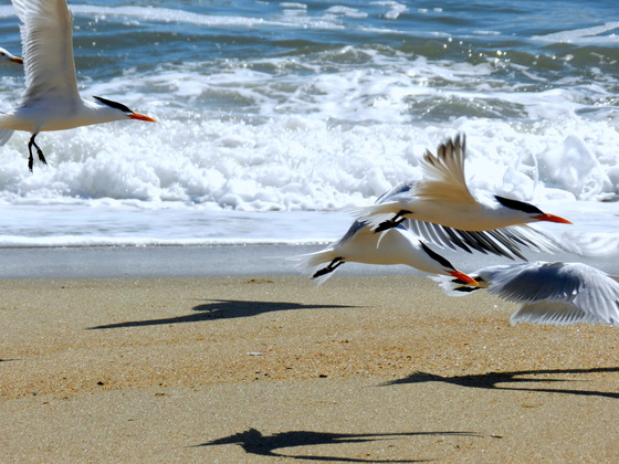 Cape Hatteras National Seashore