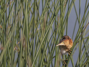 Brazoria National Wildlife Refuge, Texas