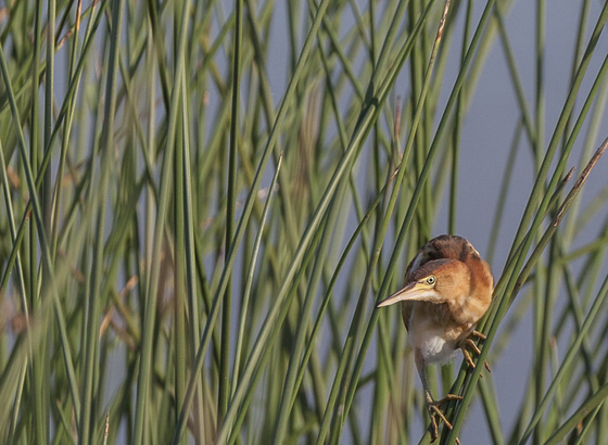 Brazoria National Wildlife Refuge, Texas