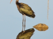 Hagerman National Wildlife Refuge