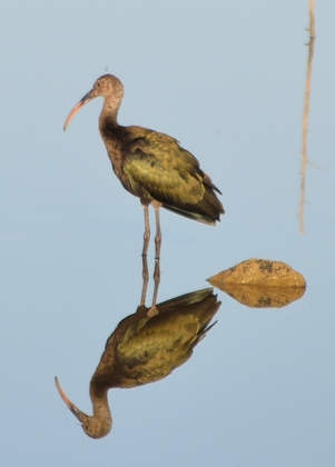 Hagerman National Wildlife Refuge