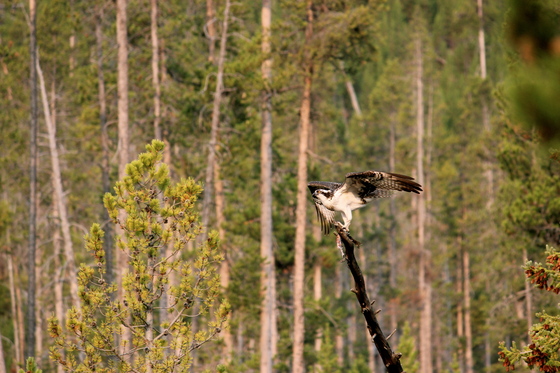 Yellowstone National Park