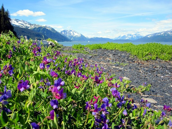 Kenai Fjords National Park