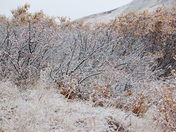 Denali National Park, Alaska