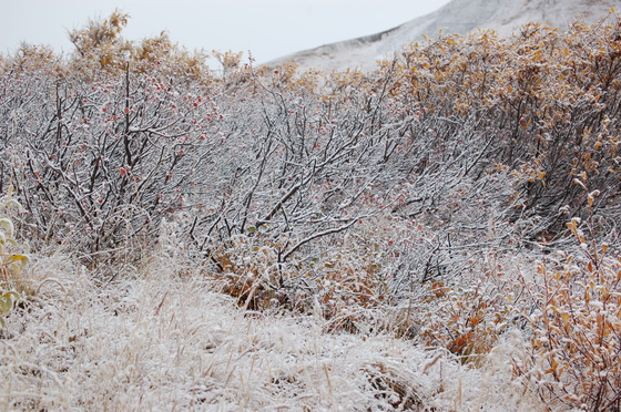 Denali National Park, Alaska