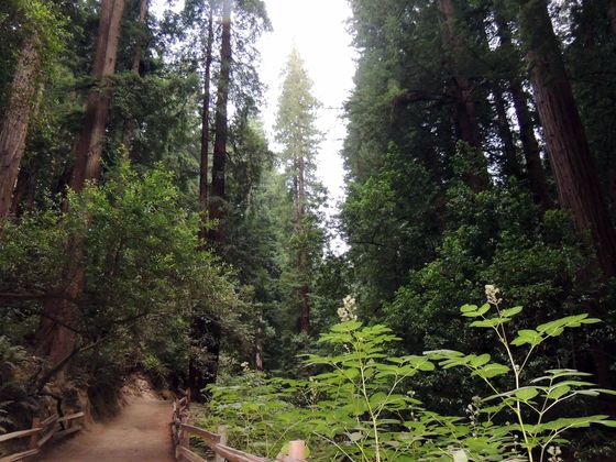 Muir Woods National Monument