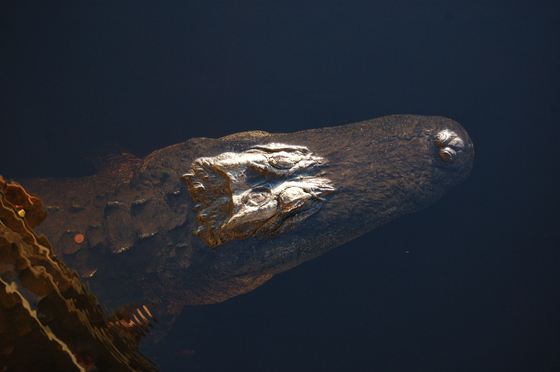 Arthur R. Marshall Loxahatchee National Wildlife Refuge