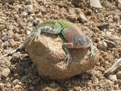Big Bend National Park