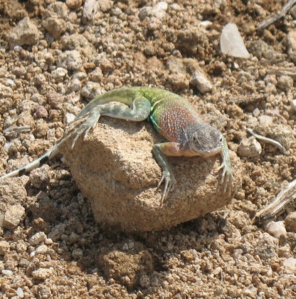 Big Bend National Park