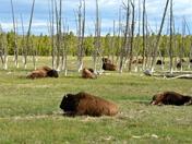 Yellowstone National Park