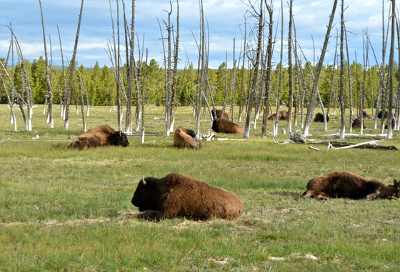 Yellowstone National Park
