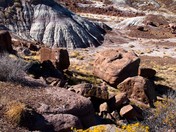 Petrified Forest