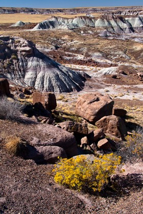 Petrified Forest