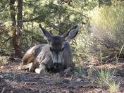 Grand Canyon National Park