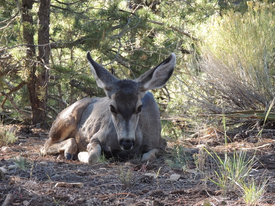 Grand Canyon National Park