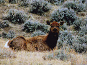Shoshone National Forest