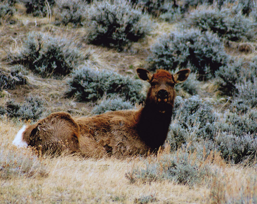 Shoshone National Forest