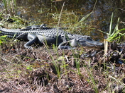 Everglades national Park