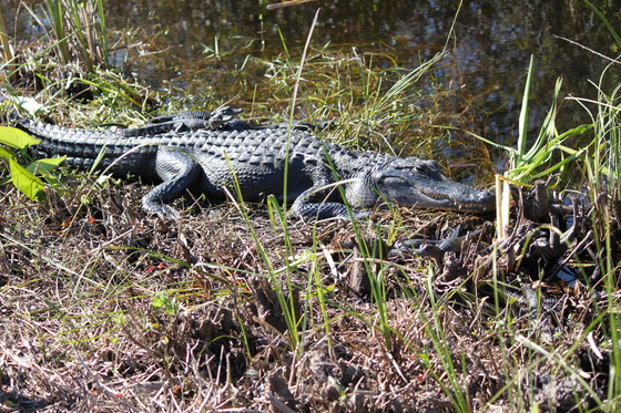 Everglades national Park