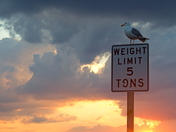 Assateague Island National Seashore