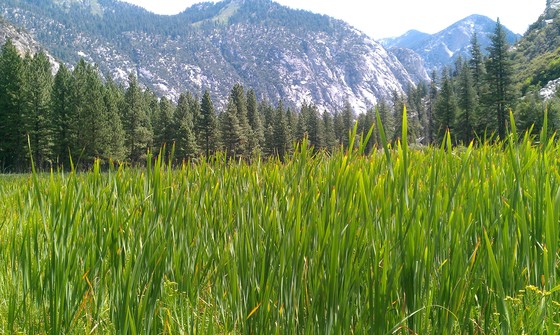 Kings Canyon National Park