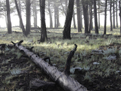 Carson National Forest