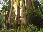 Redwood National Park