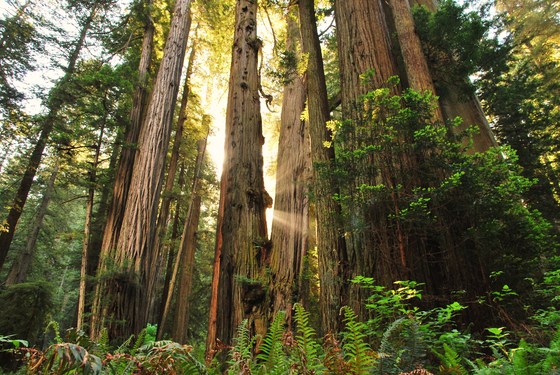 Redwood National Park