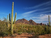 Organ Pipe Cactus National Monument