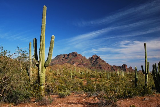 Organ Pipe Cactus National Monument