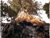 sequoia national prk