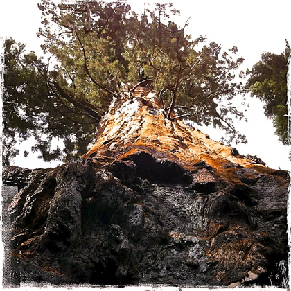 sequoia national prk