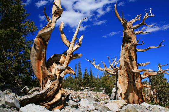 Great Basin National Park