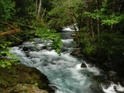 Olympic NP
