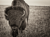 Fort Niobrara National Wildlife Refuge