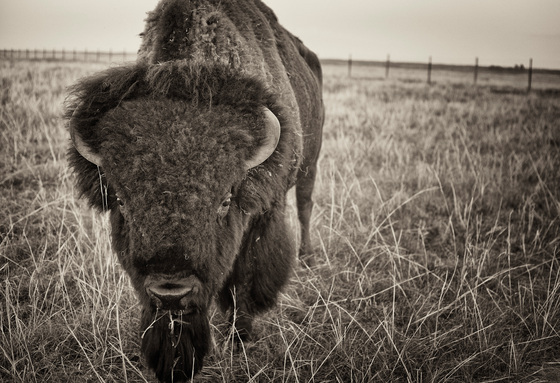 Fort Niobrara National Wildlife Refuge
