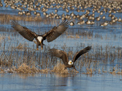 Blackwater National Wildlife Refuge