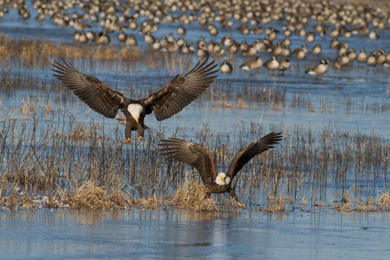 Blackwater National Wildlife Refuge