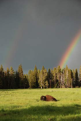 Yellowstone National Park