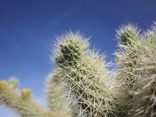 Joshua Tree National Park
