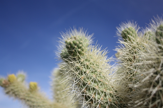 Joshua Tree National Park
