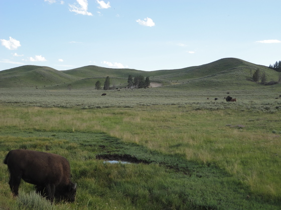 Yellowstone