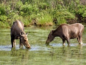 Denali National Park