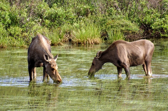 Denali National Park