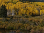 Gunnison National Forest