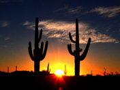 Organ Pipe Cactus National Monument