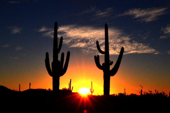 Organ Pipe Cactus National Monument